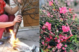 Đừng đốt gốc đào nữa: Đây mới là cách giúp đào nở hoa, nảy lộc, hết Tết vẫn rực rỡ