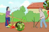 Các cụ dạy, 'Trẻ trồng na, già trồng chuối': Tại sao?