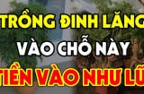 Trồng cây Đinh Lăng ở vị trí này tiền vào như nước: Chỉ cần 1 cây cũng đủ sung túc giàu có trọn đời
