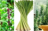 Trời nồm ẩm nhiều muỗi dĩn: Chỉ cần 1 cây này nhà sạch tiếng vo ve, mùi thơm thanh mát ai cũng thích