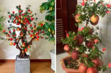 Người thông minh sắm Tết không bao giờ mua 7 loại cây này: Rẻ đẹp đến mấy cũng cẩn thận tiền mất tật mang