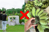 Tổ tiên dặn con cháu: Đặt chuối lên bàn thờ nhưng không được mang đi tạ mộ, tại sao?