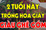 Tuổi này hợp nhất với cây hoa Giấy: Chỉ cần 1 cây cũng thu hút tài lộc, may mắn