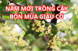 Cây này cho ra tiền thật, năm mới trồng trước nhà hợp cả 5 mệnh giúp tài lộc gia tăng, giàu có hưng thịnh