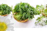 Ngày Tết nhớ mua rau này, ăn 1 lần bằng 10 lần uống bồ công anh, giúp ngủ ngon, không sợ nóng trong người