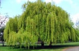 “Nghèo cũng đừng chặt 3 loại cây này, con cháu sẽ được bảo vệ”, 3 loại cây mà người xưa nói là gì?