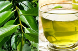 Lá vối có lợi ích gì đối với sức khỏe?