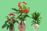 3 chậu hoa cây cảnh cát tường thắp hương vía thần tài giúp khai mở kho vàng, đón lộc cả năm