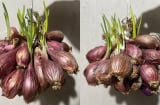Bảo quản hành khô theo cách này, để cả năm không mọc mầm, không bị thối mềm