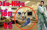 Các cụ bảo: '2 con chim bay vào cửa, không giàu sang cũng phú quý', là 2 loài chim nào?