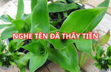 Cây này quý như vàng, có 1 cây đủ phát tài còn là 'thần dược' trường thọ năm mới nhớ trồng để may mắn
