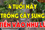 Tuổi nào hợp với cây Sung nhất: Trồng 1 cây Shbet111 slot, casino, thể thao, xổ số ấm no, sung túc