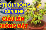 Ai tuổi này trồng Khế: Kinh doanh đắc tài chẳng thiếu tiền xài, chỉ cần 1 cây trong nhà cũng rất no đủ