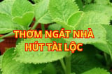 Hai người này mà trồng chậu húng chanh như có thần giữ của giúp mang lại may mắn và sức khỏe dồi dào