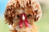 Vì sao lại nói: Nhà nghèo không nuôi gà, nhà giàu không nuôi cừu'', điều này có nghĩa là gì?