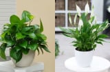 7 loại cây dành cho “người nhập môn”, dù vụng đến mấy cũng có cây xanh tươi bày trong nhà