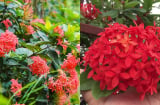 Trồng hoa mẫu đơn ta trước cửa nhà có tốt không? Ý nghĩa phong thủy của hoa mẫu đơn ta, nhiều người chưa biết