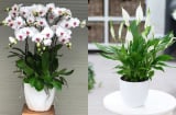4 cây trong nhà dù thân đến mấy cũng không tặng người khác kẻo tiền bạc hư hao, dễ mất lộc Trời ban