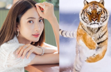 3 ngày cuối tháng 2 Dương lịch: 4 tuổi vượt sóng vượt gió, gặp dữ hoá lành, tiền - tình - danh rực rỡ