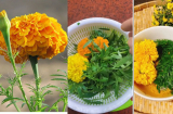 Đang rộ trào lưu ăn cúc vạn thọ, loài hoa này có công dụng gì, cúc vạn thọ có phải là rau an toàn?