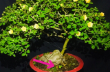Đừng nhổ sạch cỏ dại trong chậu hoa cây cảnh, biết tác dụng của chúng bạn sẽ phải hối tiếc