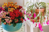 Người giàu thường trồng 3 loại cây này trong nhà để xua đuổi vận xui, thu hút tiền tài vào nhà