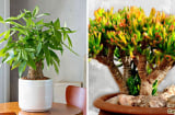 4 cây cảnh 'Vàng bạc' trong phòng khách: 10 nhà có thì 9 nhà giàu, hút tài lộc cực nhiều