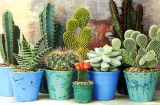 5 loại cây ảnh hưởng xấu tới sức khỏe và phong thủy, không nên trồng trong nhà