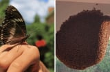 4 con vật 'Thần tài' đột nhiên xuất hiện trong nhà: Gia chủ ăn ở tốt, lộc khí phừng phừng, đừng dại đuổi đi