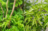 Cây đinh lăng có ý nghĩa phong thủy gì? Trồng cây đinh lăng ở cổng nhà là tốt hay xấu?