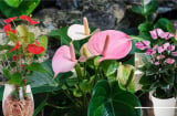 Hoa hồng môn có ý nghĩa gì trong phong thủy? Vị trí cực tốt đặt chậu hoa hồng môn giúp chiêu tài hút lộc
