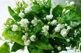 Vườn nhà có 5 loại cây khiến rắn mê mệt, gia chủ muốn bình an thì hãy nhổ bỏ