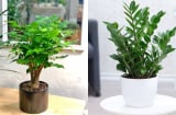 4 loại cây tựa “cỗ máy in tiền”, người giàu thường đặt trong phòng khách để thanh lọc không khí, mang tiền vào cửa