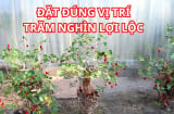Người xưa dặn 'Đặt cây dâu tằm vào chỗ này Shbet111 slot, casino, thể thao, xổ số bình an, con cháu khỏe mạnh', đó là chỗ nào?