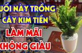 2 kiểu người đừng dại trồng cây Kim Tiền: Lộc đâu không thấy tiền bạc trôi sông, nợ nần chồng chất