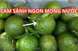 Chủ vườn mách mẹo chọn cam sành ngon, mọng nước chỉ cần nhìn kỹ điểm này