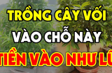 Có nên trồng cây Vối trước cổng nhà hay không?