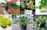 Có nên trồng trầu bà trong nhà, bạn đã thực sự biết trầu bà có bao nhiêu loại nên chọn loại nào cho mình?