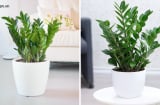 Trồng cây Kim tiền vào vị trí này trong nhà cực hút lộc: Gia chủ giàu sang, làm 1 được 10