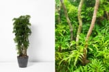 Có nên trồng cây đinh lăng trong nhà? Vị trí tốt nhất trồng cây đinh lăng giúp gia chủ hút tài lộc, may mắn
