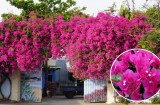 Trồng cây hoa giấy trước cổng nhà có hợp phong thủy hay không?