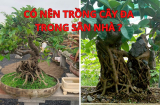 Có nên trồng cây đa trong sân nhà hay không? Cẩn thận dễ gặp họa, phá tan nhà cửa