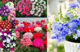 Những cây cảnh nở hoa suốt 4 mùa lại rất dễ trồng không cần chăm sóc nhiều, nhà kiểu gì cũng trồng được