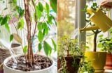 Dùng 3 loại nước này để tưới cây, lá không bị vàng, dùng 1 lần là xanh mướt