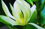 Có nên trồng hoa Ngọc Lan trước nhà?