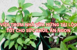 Loại rau gia vị bán đầy chợ lại mang ý nghĩa phong thủy giàu có tốt lành, trồng ngay 1 chậu trong nhà