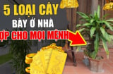 5 loại cây được coi là “thần hộ mệnh”, trấn trạch- chiêu tài, con cháu tha hồ hưởng lộc