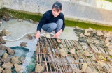 Nuôi loài nhìn sợ nhưng đẻ sòn sòn, chi phí thấp lợi nhuận cao: Người nông dân đút túi hàng trămm triệu đồng/tháng