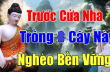4 loại cây Sát Khí cao trồng trước nhà nào, nhà ấy suy vong: Càng để lâu càng hao của chặt ngay còn kịp