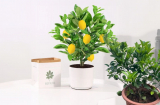 Trồng cây chanh trong nhà vừa nhiều công dụng vừa giúp chiêu tài hút lộc bảo vệ sức khỏe, Shbet111 slot, casino, thể thao, xổ số càng hưng thịnh